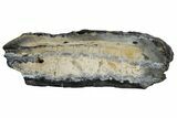 Mammoth Molar Slice with Case - South Carolina #180532-1